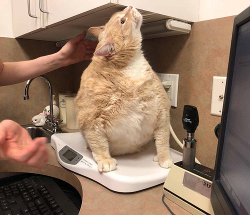 cat on scale at vet office