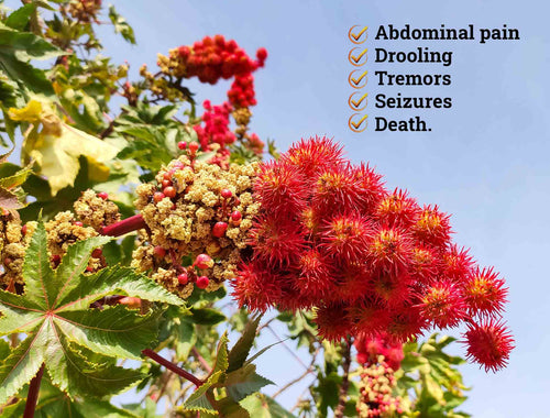 Red and yellow plant with symptoms listed on a clear blue sky background