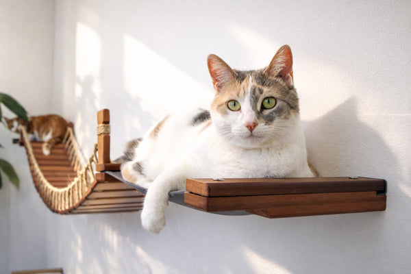 Cat lounging on a wooden shelf with a white wall background
