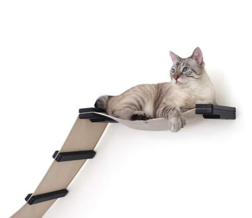 cat laying on hammock