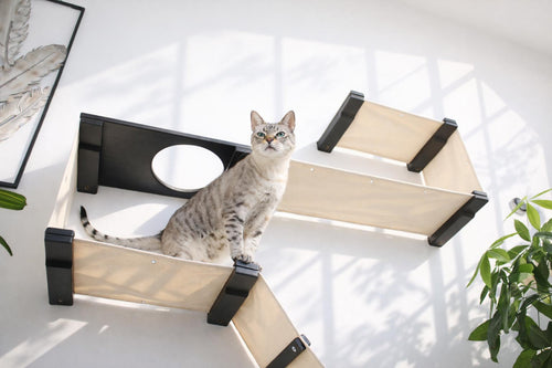 Cat sitting on a modern cat shelf with a white wall and plant in the background