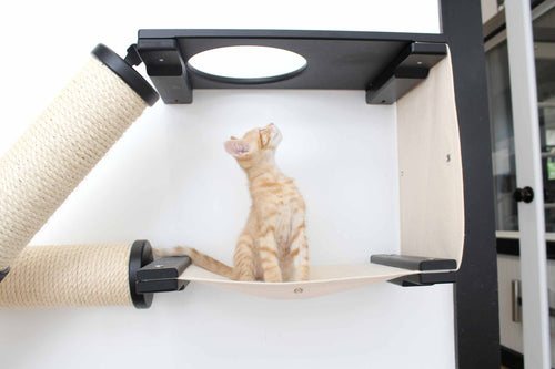 cat looking up on cat hammock