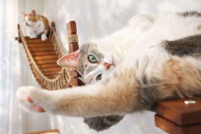 Cat lying on a wooden surface with a hammock in the background