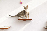Cat standing on a wooden shelf against a white wall