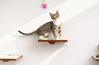 Cat standing on a wooden shelf against a white wall