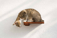 Cat on a wooden shelf against a white wall