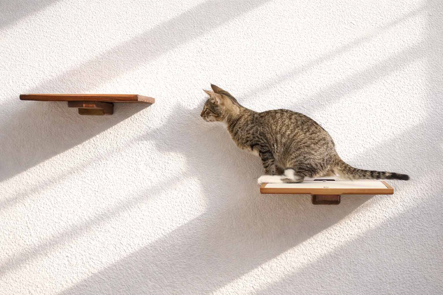 Cat on a wooden shelf against a white wall