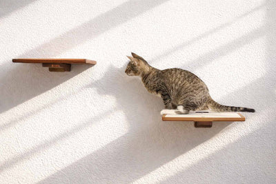 Cat on a wooden shelf against a white wall