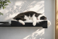 Cat sleeping on a black cat shelf against a white wall with sunlight casting shadows.