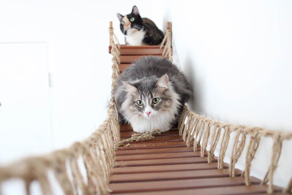Two cats laying on a wall mounted cat bridge