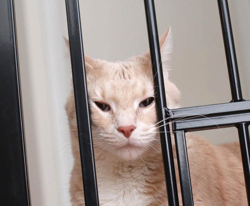 cat fitting face through bars