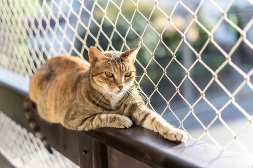 cat laying in catio