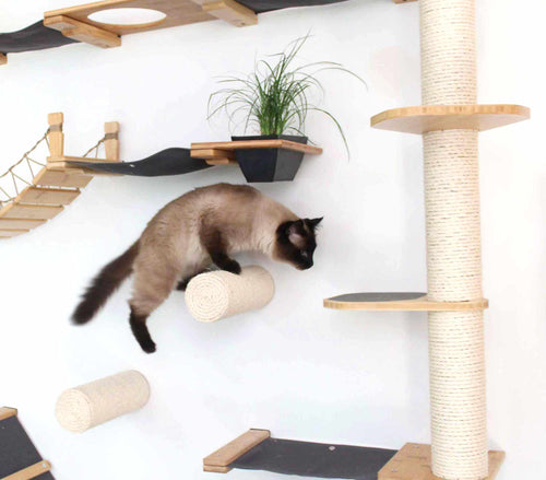 cat jumping along cat wall furniture