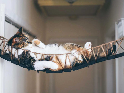 cat laying on cat bridge