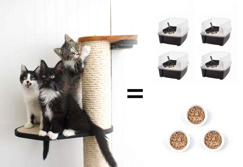 cats with numerous litter boxes and bowls