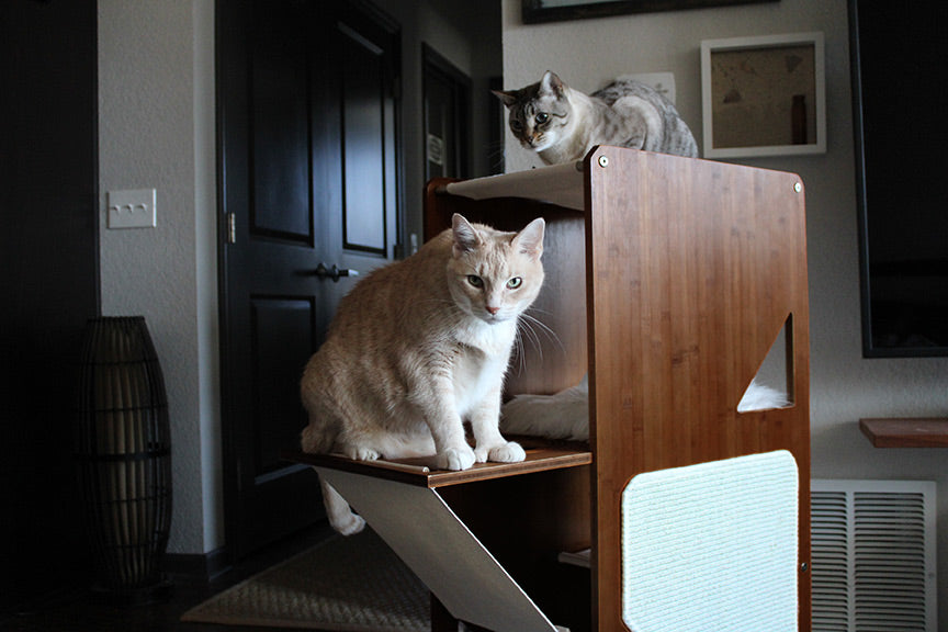 Cats on the Overlook Cat Tree in a living room