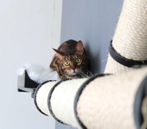 overstimulated cat on cat furniture