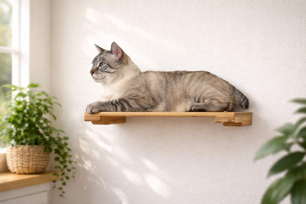 Cat lounging on a wooden shelf against a white wall with plants around