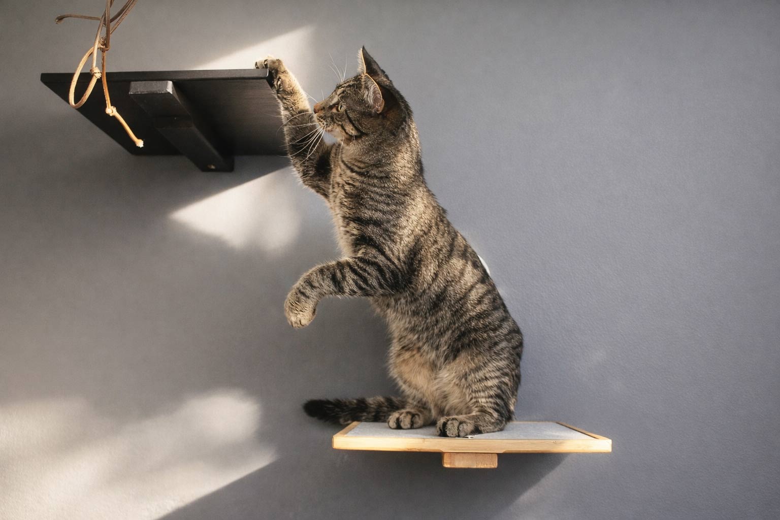 Cat reaching up to a wooden shelf on a gray wall