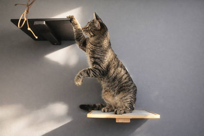 Cat reaching up to a wooden shelf on a gray wall