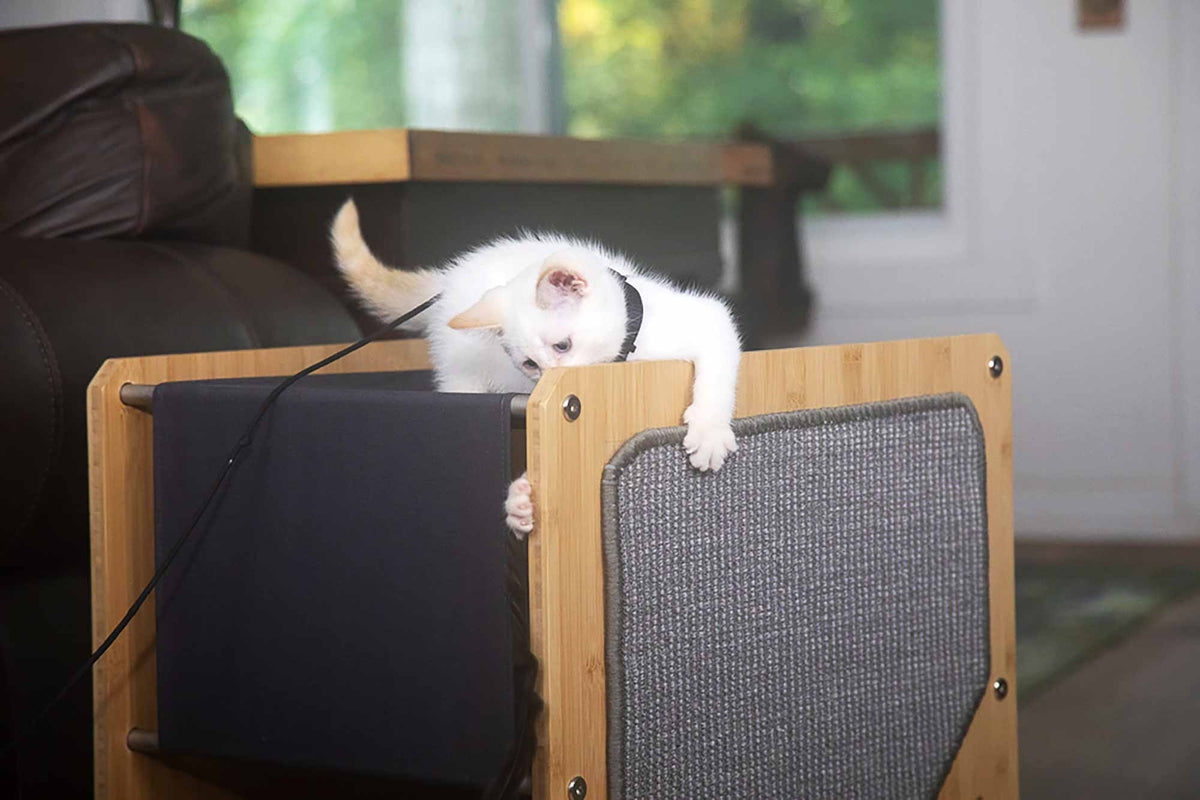 Harness Training A Cat: A Guide to Leash Training Confidence