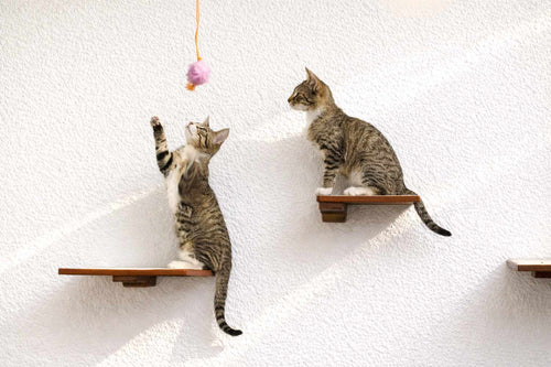 Two cats playing with a toy on cat wall shelves with white wall