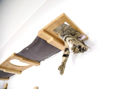 cat scratching towards camera