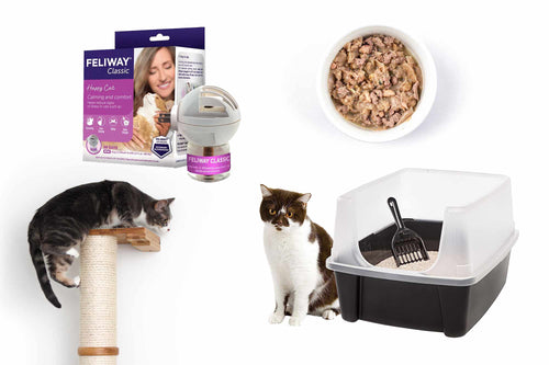 scratching pole, cat food, feliway and litter box