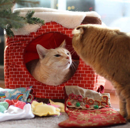 cats meeting each other