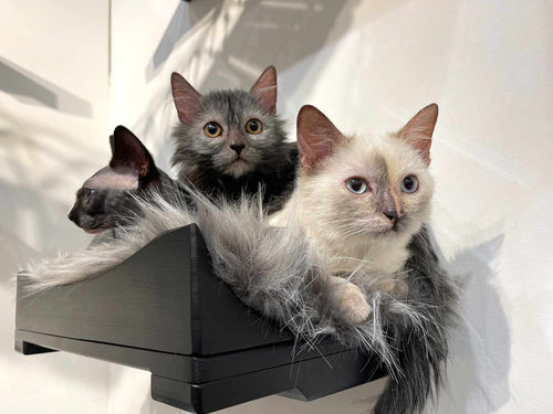 Three cats sitting in a black pet bed against a white background