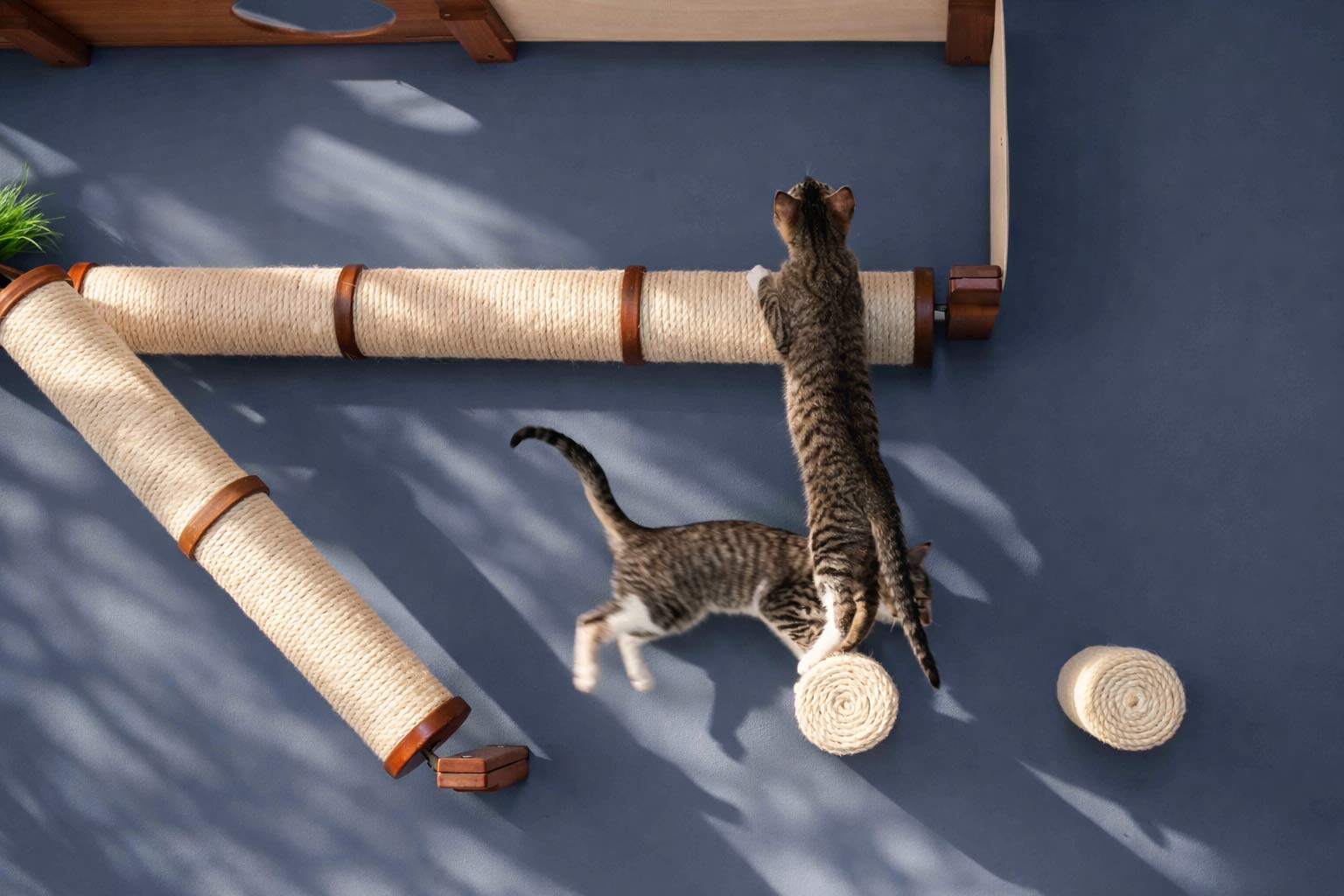 kittens playing on cat wall condo