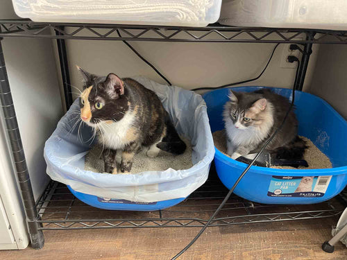 cats sitting in litter box