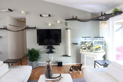 cats in a living room full of cat furniture