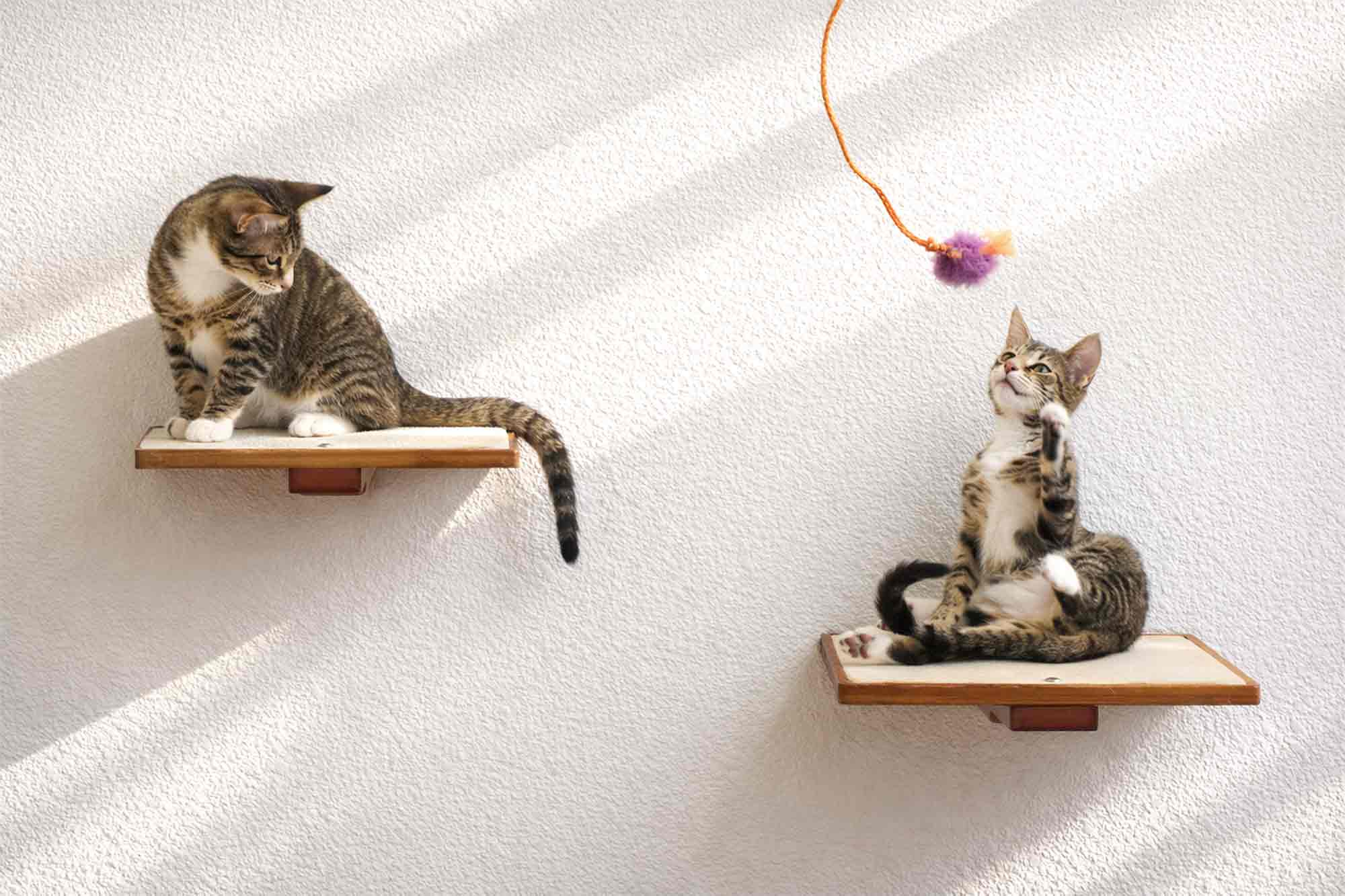 Two cats on wooden shelves with a white background