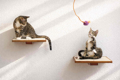 Two cats on wooden shelves with a white background