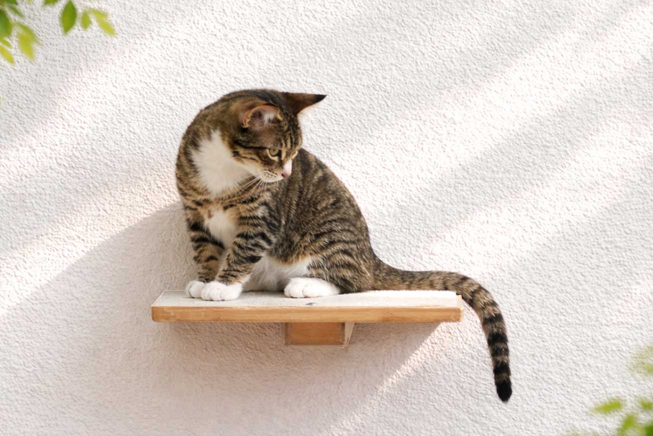 Cat sitting on a wooden shelf against a white wall