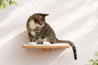 Cat sitting on a wooden shelf against a white wall