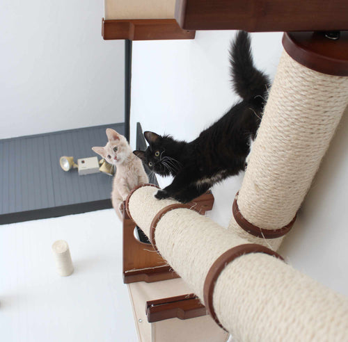 cats roaming around their cat wall