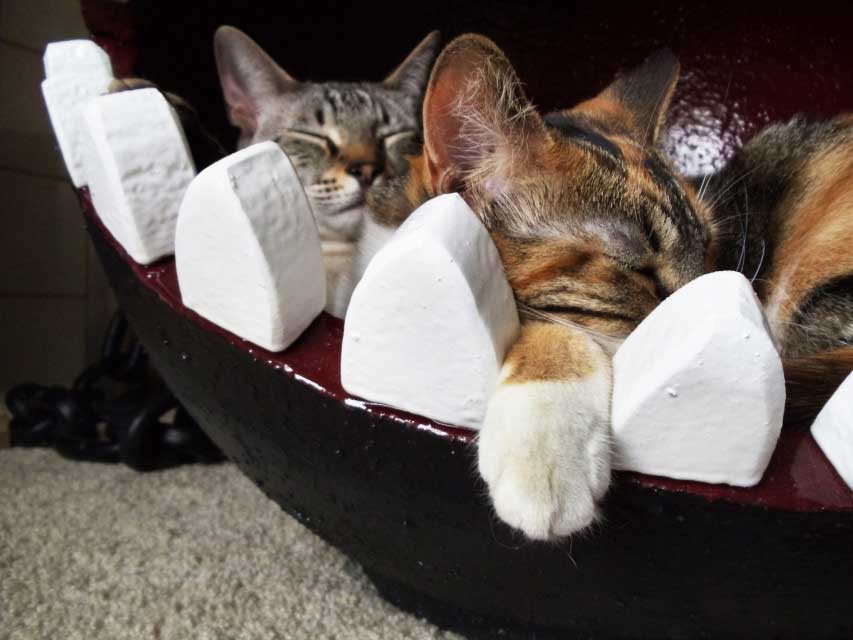 cats sleeping in chain chomp cat tree