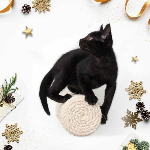 Black kitten poised on a Floating Cat Scratching Post while calculating a jump to a toy out of view of the camera. Photo set against a Festive Backdrop. 