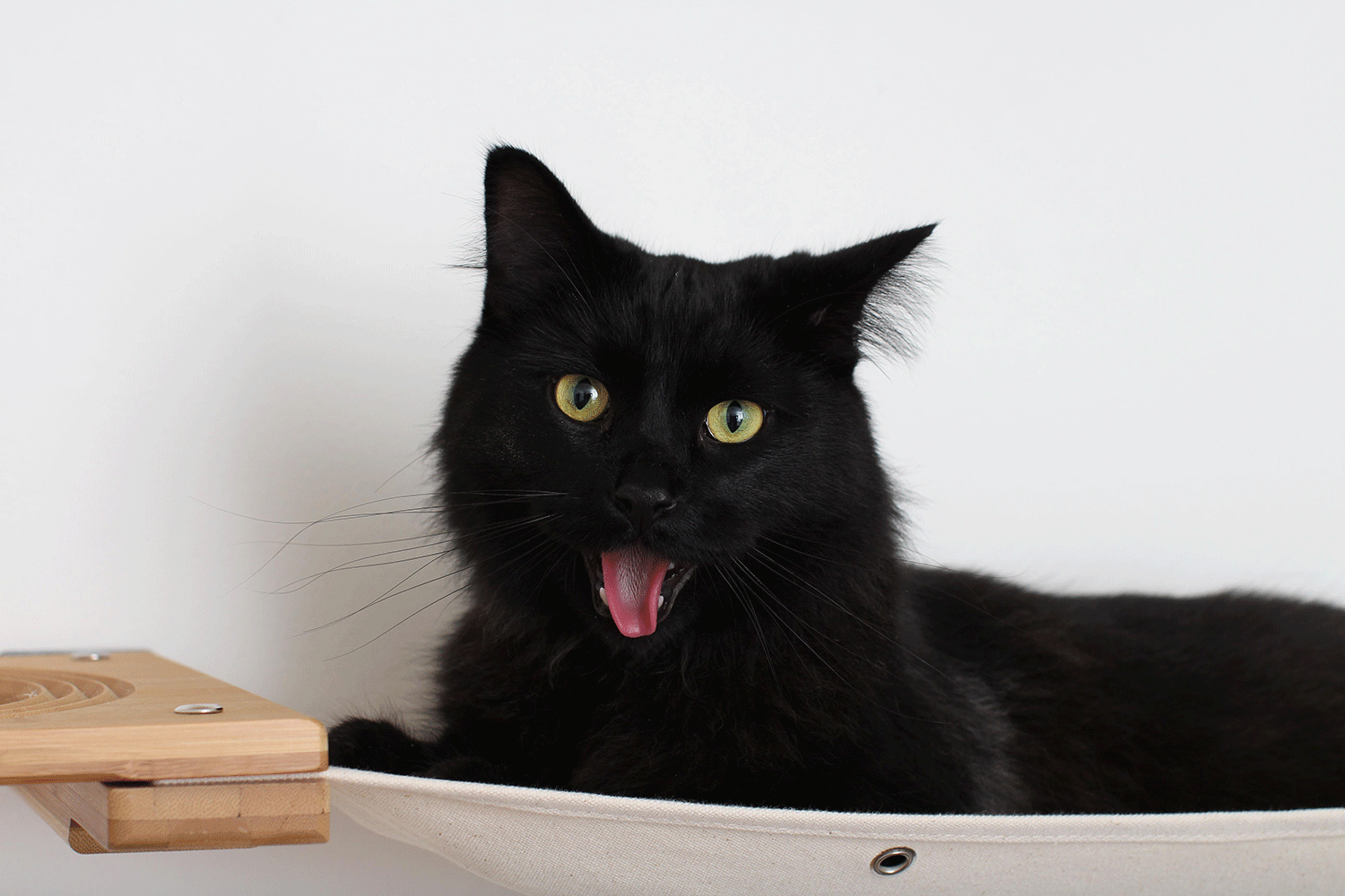 Cat sticking out tongue