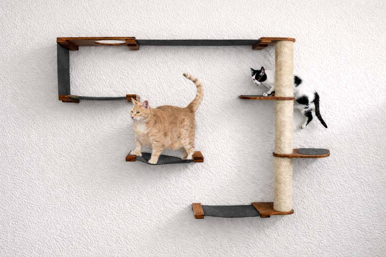 Cat playing on a wall-mounted cat shelf with a scratching post against a white wall.