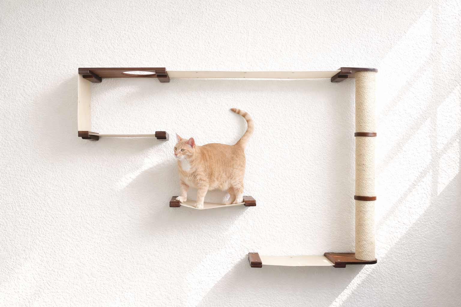 Cat on a wall-mounted cat shelf with wooden edges and sisal-wrapped rungs.