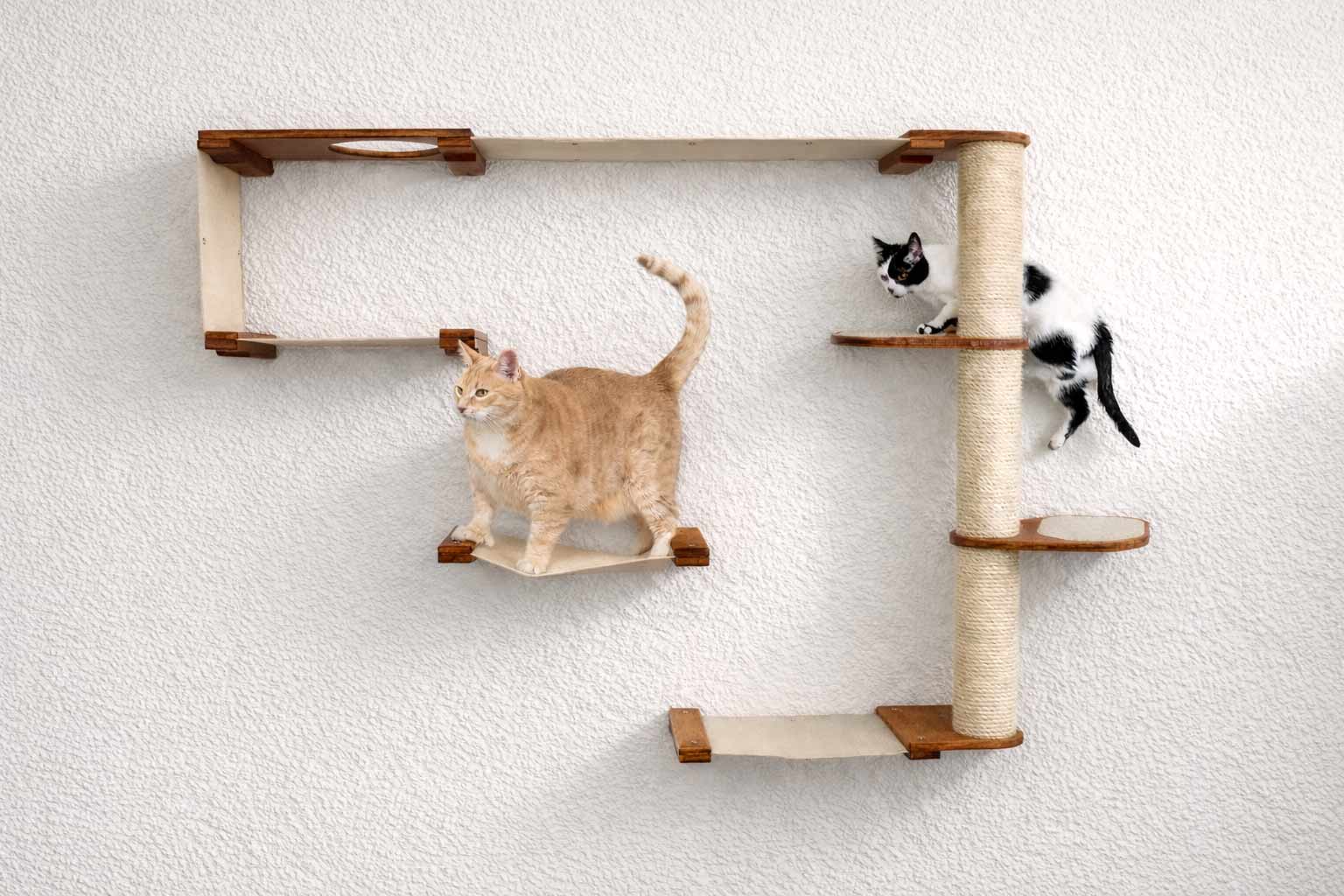 Cat playing on a wooden cat shelf and scratching post against a white wall.