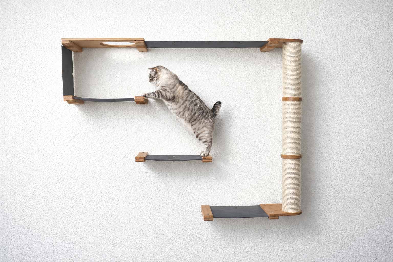 Cat climbing a wall-mounted cat shelf with a white background