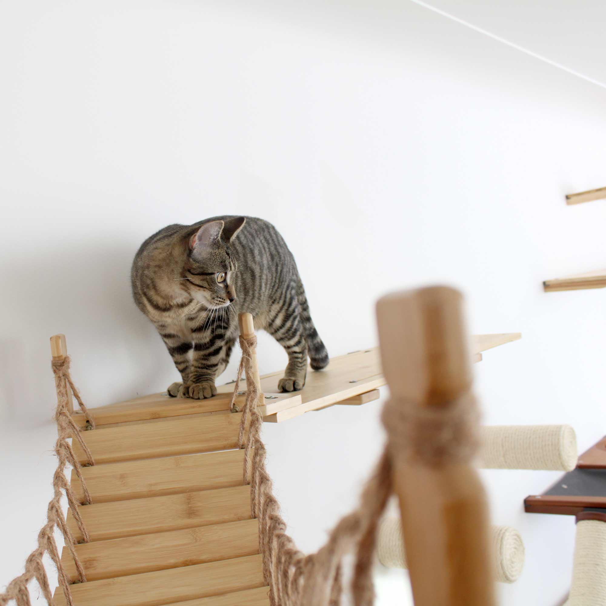 cat pausing to look down before crossing a cat bridge spanning a corner