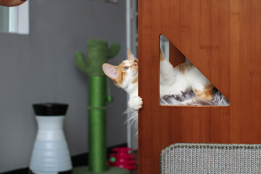 Kitten playing on  the Overlook Cat Tree