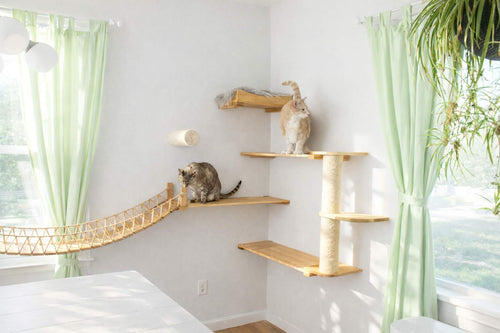 cats hanging out on a corner cat condo