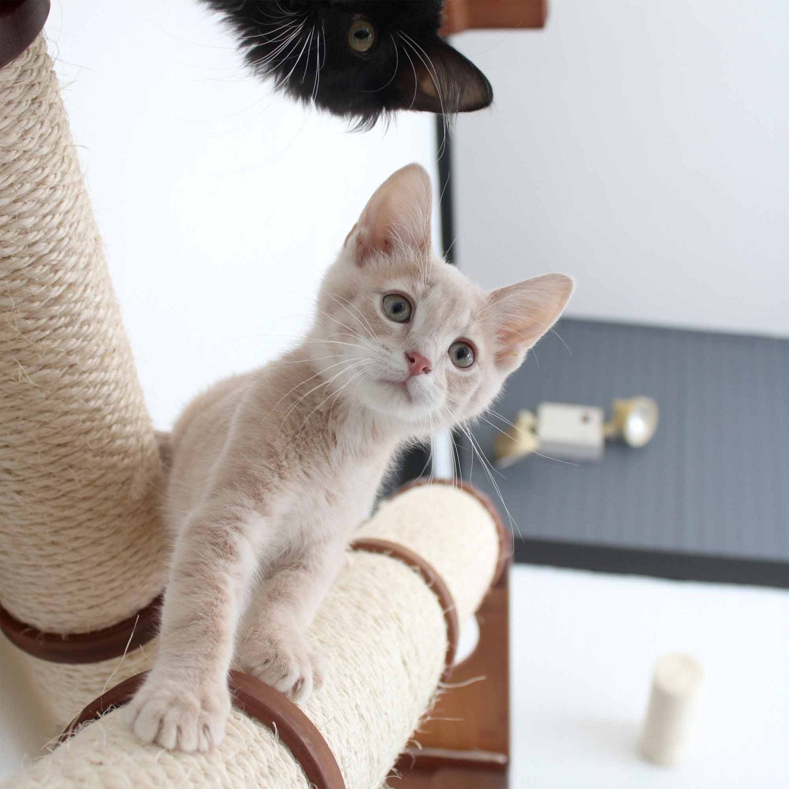 kittens looking curiously at the photographer while climbing on the Crossroads cat scratching posts