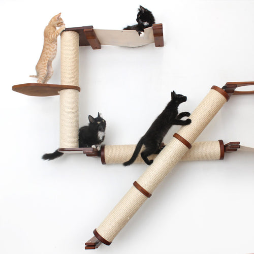 Kittens playing on The Crossroads